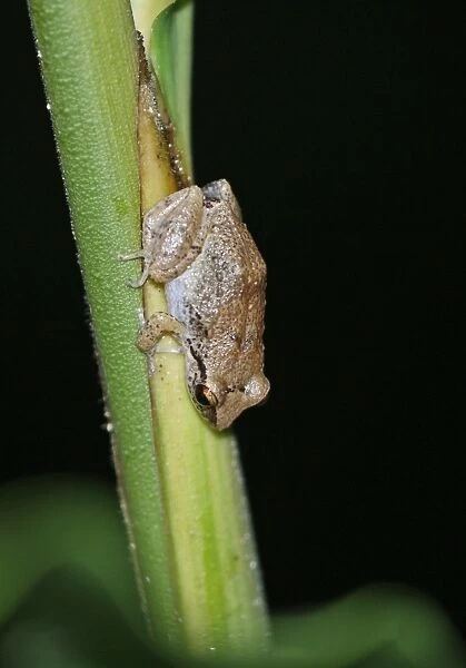 Lesser Antillean Whistling Frog (Eleutherodactylus johnstonei) adult, clinging to stem, Fond Doux Plantation, St