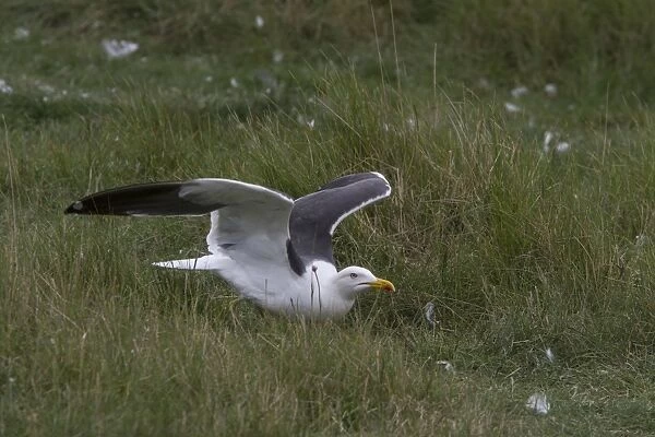 Lesser Black backed Gull on Havergate Island, Suffolk