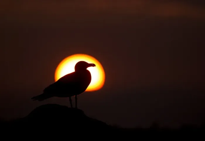 Framed Print : Lesser Black-backed Gull (Larus fuscus) adult, silhouetted at sunset, Saltee Islands, County Wexford, Ireland, April Framed Print : Lesser Black-backed Gull (Larus fuscus) adult, silhouetted at sunset, Saltee Islands, County Wexford, Ireland, April