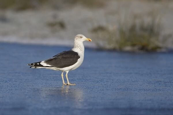Lesser Black-backed Gull (Larus fuscus) adult, winter plumage, standing on ice of frozen pond, Suffolk, England