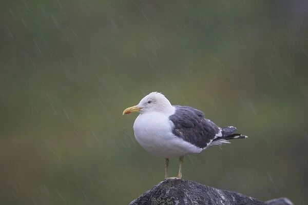 Lesser Black-backed Gull (Larus fuscus) adult, breeding plumage, standing on rock during heavy rainfall, Isle of May