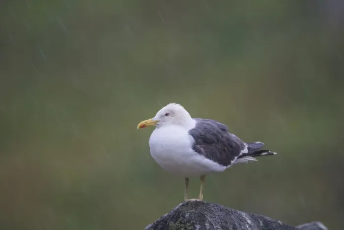 Framed Print : Lesser Black-backed Gull (Larus fuscus) adult, breeding plumage, standing on rock during heavy rainfall, Isle of May Framed Print : Lesser Black-backed Gull (Larus fuscus) adult, breeding plumage, standing on rock during heavy rainfall, Isle of May