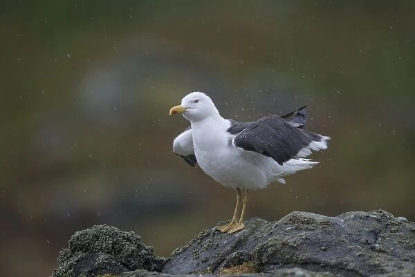 Lesser Black-backed Gull (Larus fuscus) adult, breeding plumage, rousing and shaking water from plumage during heavy