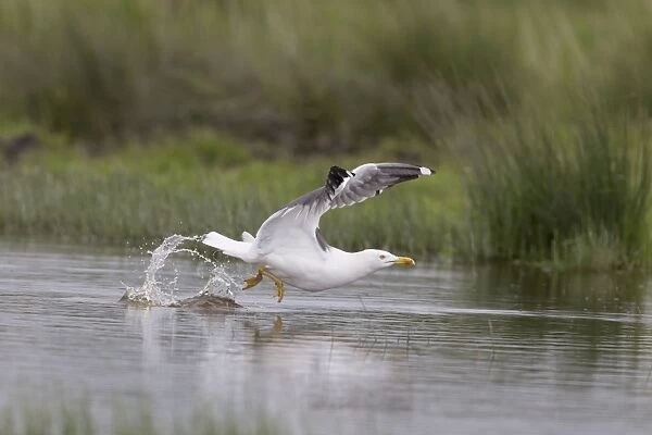 Lesser Black-backed Gull (Larus fuscus) adult, breeding plumage, in flight, taking off from pool, Suffolk, England