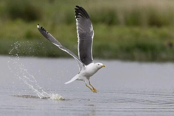 Lesser Black-backed Gull (Larus fuscus) adult, breeding plumage, in flight, taking off from pool, Suffolk, England
