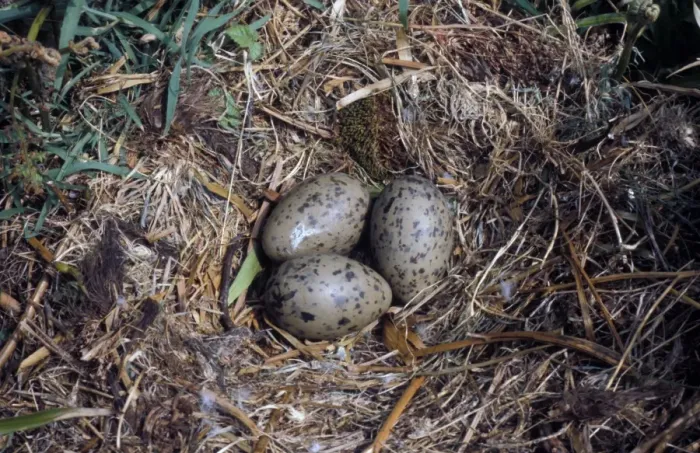Framed Print : Lesser Black-backed Gull (Larus fuscus) Nest and three eggs Framed Print : Lesser Black-backed Gull (Larus fuscus) Nest and three eggs