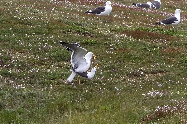 Lesser Black backed Gulls mating on Havergate Island, Suffolk