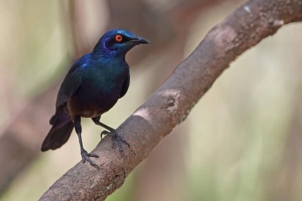 Lesser Blue-eared Glossy-starling (Lamprotornis chloropterus) adult, perched on branch, Gambia, january