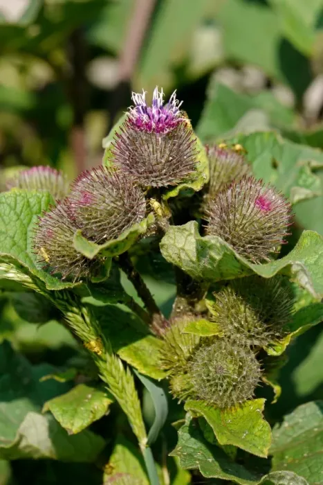 Framed Print : Lesser Burdock (Arctium minus) flowering, Warren Hill, West Sussex, England, july Framed Print : Lesser Burdock (Arctium minus) flowering, Warren Hill, West Sussex, England, july