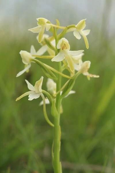 Lesser Butterfly Orchid (Platanthera bifolia) close-up of flowerspike, Pewsey Downs, Wiltshire, England, june