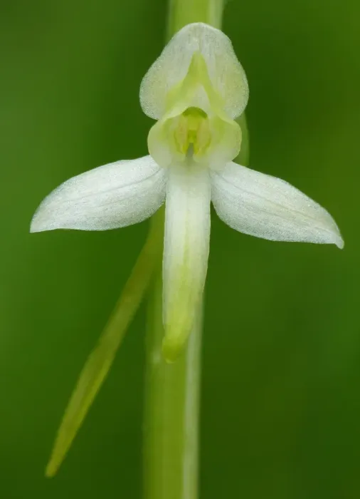 Framed Print : Lesser Butterfly Orchid (Platanthera bifolia) close-up of flower, Dolomites, Italian Alps, Italy, June Framed Print : Lesser Butterfly Orchid (Platanthera bifolia) close-up of flower, Dolomites, Italian Alps, Italy, June