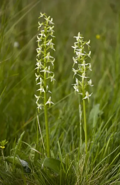 Framed Print : Lesser Butterfly Orchid (Platanthera bifolia) two flowerspikes, Northumberland, England, july