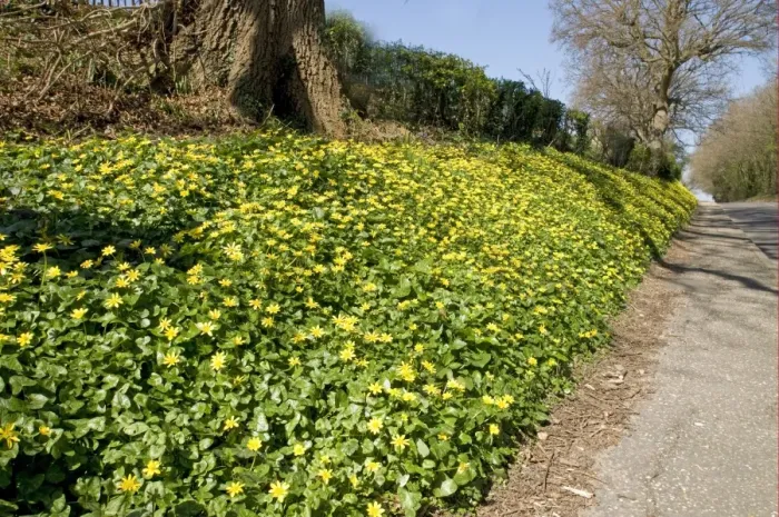Framed Print : Lesser Celandine (Ranunculus ficaria) flowering mass, growing on roadside verge habitat, Sussex, England, march Framed Print : Lesser Celandine (Ranunculus ficaria) flowering mass, growing on roadside verge habitat, Sussex, England, march