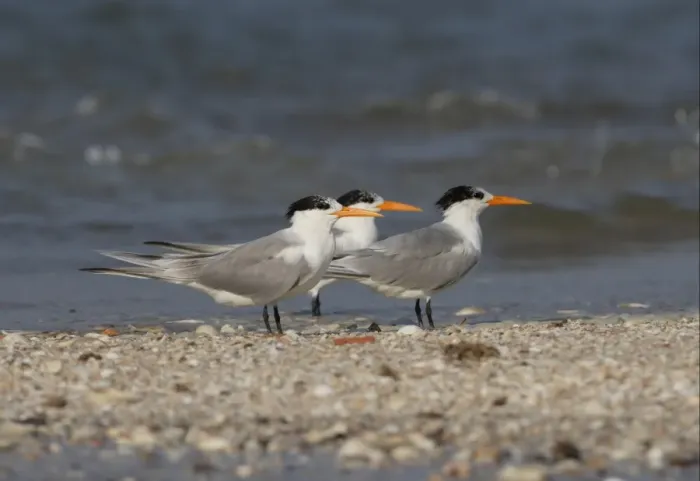 Framed Print : Lesser Crested Tern (Sterna bengalensis) three adults, non-breeding plumage, standing on shingle spit, Thailand, february