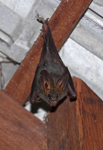 Lesser False Vampire Bat (Megaderma spasma) adult, roosting in house, Tmatboey, Cambodia, January