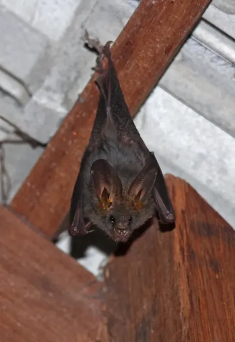 Framed Print : Lesser False Vampire Bat (Megaderma spasma) adult, roosting in house, Tmatboey, Cambodia, January Framed Print : Lesser False Vampire Bat (Megaderma spasma) adult, roosting in house, Tmatboey, Cambodia, January