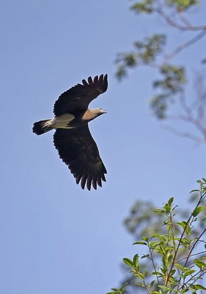 Lesser Fish-eagle (Ichthyophaga humilis humilis) adult, in flight, Taman Negara N. P