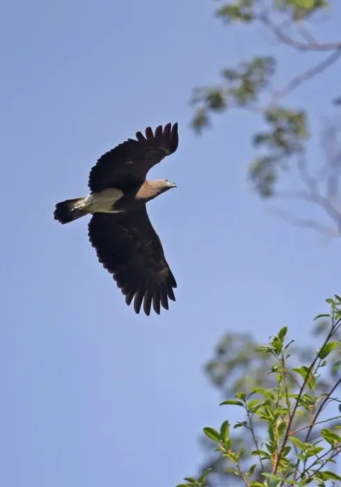 Framed Print : Lesser Fish-eagle (Ichthyophaga humilis humilis) adult, in flight, Taman Negara N. P Framed Print : Lesser Fish-eagle (Ichthyophaga humilis humilis) adult, in flight, Taman Negara N. P
