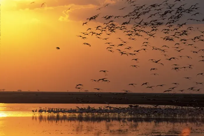 Framed Print : Lesser Flamingo (Phoeniconaias minor) At sunset - Kenya