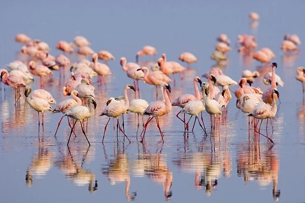 Lesser Flamingo (Phoenicopterus minor) adults and immatures, flock in water, Lake Nakuru, Great Rift Valley, Kenya