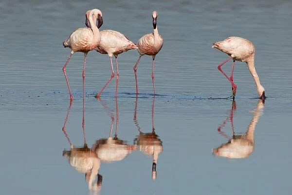 Lesser Flamingo (Phoenicopterus minor) Adults feeding - Lake Nakuru, Kenya
