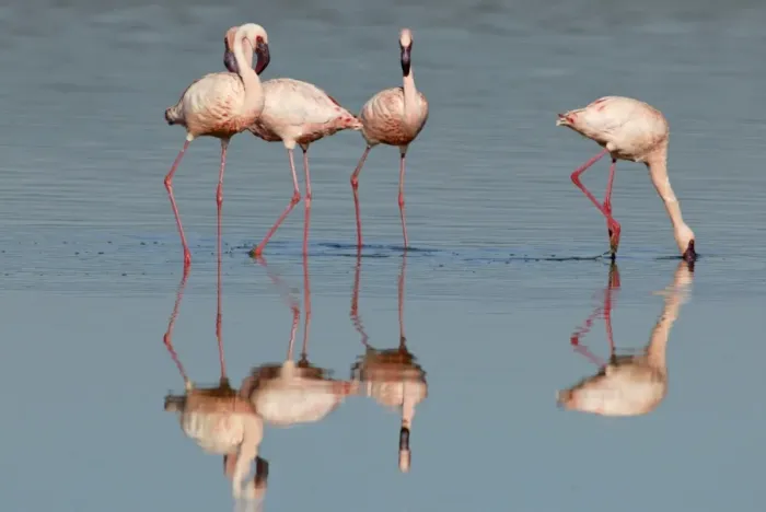 Framed Print : Lesser Flamingo (Phoenicopterus minor) Adults feeding - Lake Nakuru, Kenya Framed Print : Lesser Flamingo (Phoenicopterus minor) Adults feeding - Lake Nakuru, Kenya