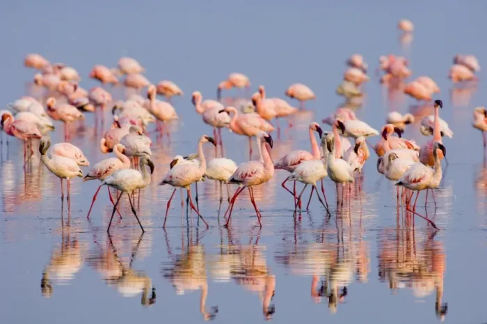 Framed Print : Lesser Flamingo (Phoenicopterus minor) adults and immatures, flock in water, Lake Nakuru, Great Rift Valley, Kenya Framed Print : Lesser Flamingo (Phoenicopterus minor) adults and immatures, flock in water, Lake Nakuru, Great Rift Valley, Kenya