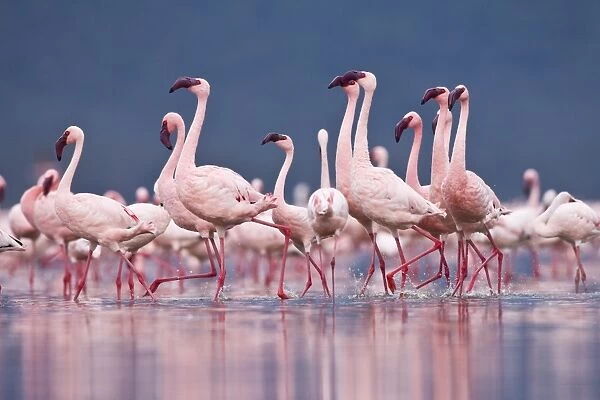 Lesser Flamingo (Phoenicopterus minor) flock, treading water, courtship dance, Lake Nakuru, Great Rift Valley, Kenya