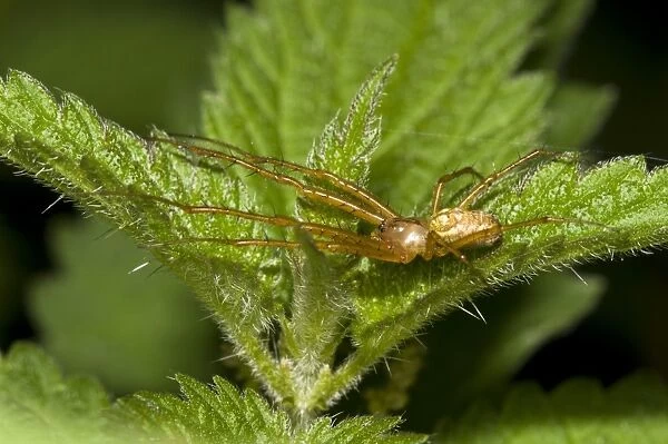 Lesser Garden Spider (Metellina segmentata) adult, straddling Stinging Nettle (Urtica dioica) leaves, Brede High Woods