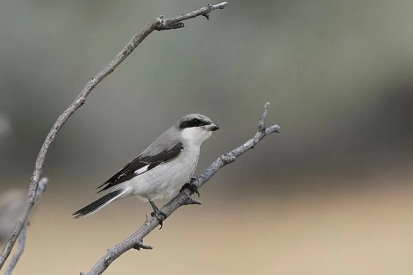 Lesser Grey Shrike (Lanius minor) immature, first winter plumage, perched on twig, Lemnos, Greece, September