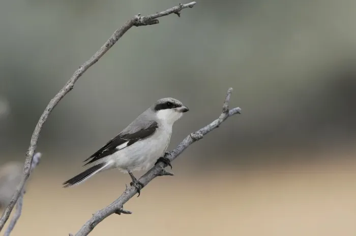 Framed Print : Lesser Grey Shrike (Lanius minor) immature, first winter plumage, perched on twig, Lemnos, Greece, September Framed Print : Lesser Grey Shrike (Lanius minor) immature, first winter plumage, perched on twig, Lemnos, Greece, September