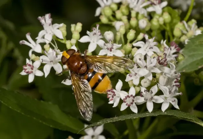 Framed Print : Lesser Hornet Hoverfly (Volucella inanis) adult, feeding on Danewort (Sambucus ebulus) flowers, France, August Framed Print : Lesser Hornet Hoverfly (Volucella inanis) adult, feeding on Danewort (Sambucus ebulus) flowers, France, August