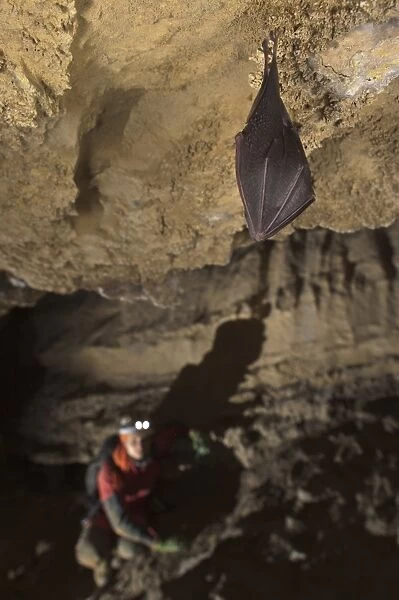 Lesser Horseshoe Bat (Rhinolophus hipposideros) adult, sleeping, roosting in cave habitat, with chiropterologist in background observing hibernation, Grotta delle Vene (Veins Cave), Ormea, Cuneo Province, Piedmont, Italy, winter