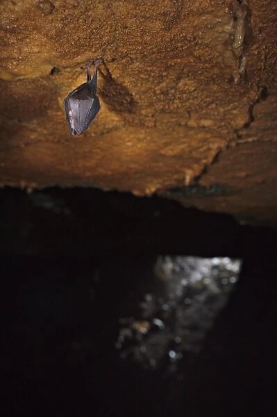Lesser Horseshoe Bat (Rhinolophus hipposideros) adult, sleeping, roosting in cave habitat, Italy, spring