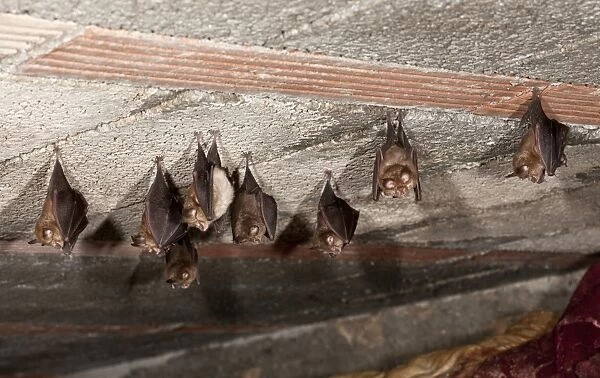 Lesser Horseshoe Bat (Rhinolophus hipposideros) adults, group hanging at daytime roost in garden shed, France, July