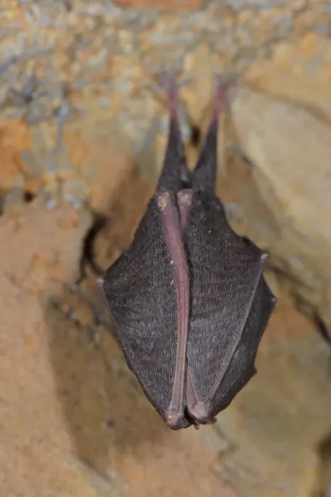 Framed Print : Lesser Horseshoe Bat (Rhinolophus hipposideros) adult, sleeping, roosting in cave, Italy, spring Framed Print : Lesser Horseshoe Bat (Rhinolophus hipposideros) adult, sleeping, roosting in cave, Italy, spring