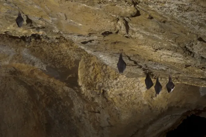 Framed Print : Lesser Horseshoe Bat (Rhinolophus hipposideros) five adults, sleeping, roosting in cave habitat, Grotta delle Vene (Veins Cave), Ormea, Cuneo Province, Piedmont, Italy, spring Framed Print : Lesser Horseshoe Bat (Rhinolophus hipposideros) five adults, sleeping, roosting in cave habitat, Grotta delle Vene (Veins Cave), Ormea, Cuneo Province, Piedmont, Italy, spring