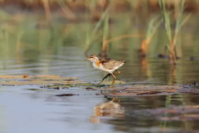 Framed Print : Lesser Jacana (Microparra capensis) adult, walking on waterlily pads in wetland, Okavango Delta, Botswana Framed Print : Lesser Jacana (Microparra capensis) adult, walking on waterlily pads in wetland, Okavango Delta, Botswana