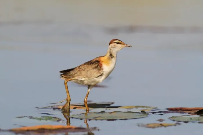 Framed Print : Lesser Jacana (Microparra capensis) adult, walking on waterlily pads in wetland, Okavango Delta, Botswana