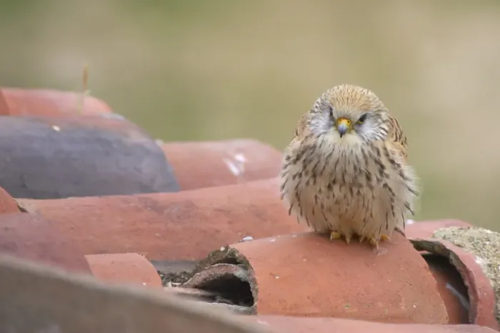 Framed Print : Lesser Kestrel (Falco naumanni) adult female, perched on roof tiles at breeding site, Extremadura, Spain Framed Print : Lesser Kestrel (Falco naumanni) adult female, perched on roof tiles at breeding site, Extremadura, Spain