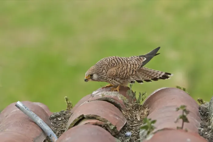 Framed Print : Lesser Kestrel (Falco naumanni) adult female, displaying ready for mating, standing on roof tiles, Extramadura, Spain, april Framed Print : Lesser Kestrel (Falco naumanni) adult female, displaying ready for mating, standing on roof tiles, Extramadura, Spain, april