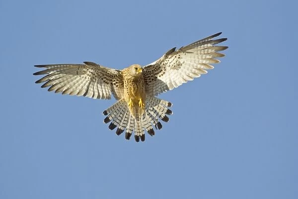 Lesser Kestrel (Falco naumanni) adult female, in flight, hovering over bullring, Trujillo Bullring, Trujillo