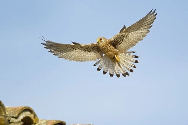 Lesser Kestrel (Falco naumanni) adult female, in flight, landing on tiled roof of bullring, Trujillo Bullring