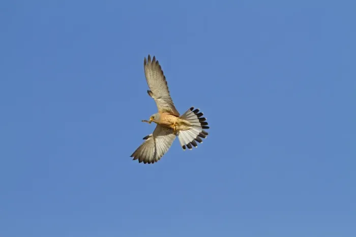 Framed Print : Lesser Kestrel (Falco naumanni) adult male, in flight, with centipede prey in beak, Extremadura, Spain, may Framed Print : Lesser Kestrel (Falco naumanni) adult male, in flight, with centipede prey in beak, Extremadura, Spain, may