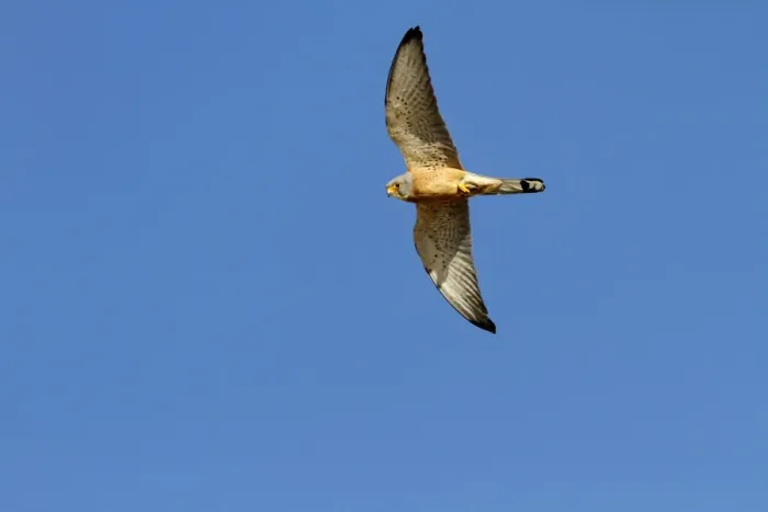 Framed Print : Lesser Kestrel (Falco naumanni) adult male, in flight, transferring Centipede (Scolopendra sp) Framed Print : Lesser Kestrel (Falco naumanni) adult male, in flight, transferring Centipede (Scolopendra sp)