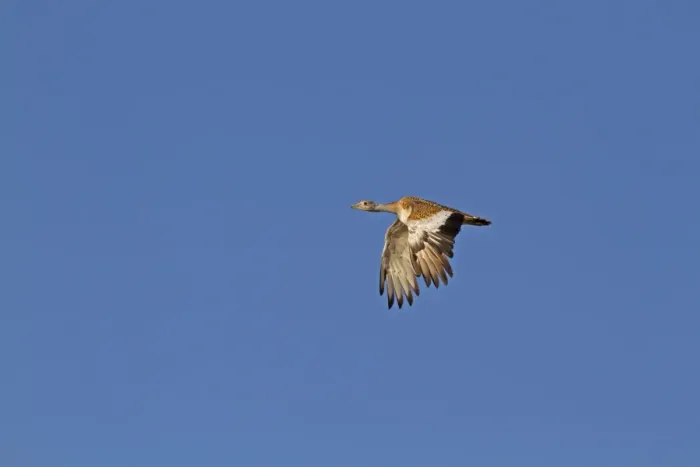 Framed Print : Lesser Kestrel (Falco naumanni) adult male, in flight, transferring Centipede (Scolopendra sp) Framed Print : Lesser Kestrel (Falco naumanni) adult male, in flight, transferring Centipede (Scolopendra sp)