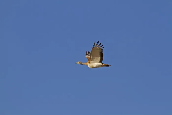 Framed Print : Lesser Kestrel (Falco naumanni) adult male, in flight, transferring Centipede (Scolopendra sp)