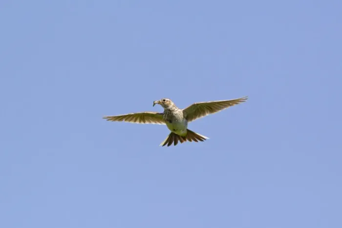 Framed Print : Lesser Kestrel (Falco naumanni) adult male, in flight, transferring Centipede (Scolopendra sp) Framed Print : Lesser Kestrel (Falco naumanni) adult male, in flight, transferring Centipede (Scolopendra sp)