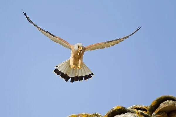 Lesser Kestrel (Falco naumanni) adult male, in flight, with Mole Cricket (Gryllotalpa gryllotalpa) prey in beak
