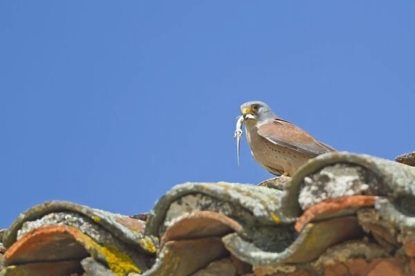 Lesser Kestrel (Falco naumanni) adult male, with lizard prey in beak, standing on tiled roof of bullring